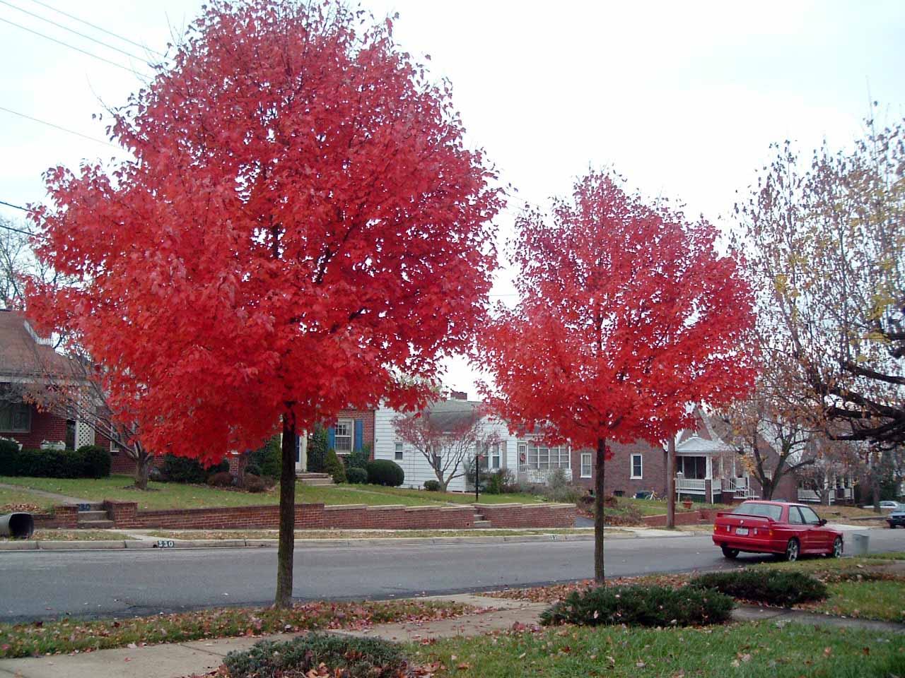 Photo Red October Maples
